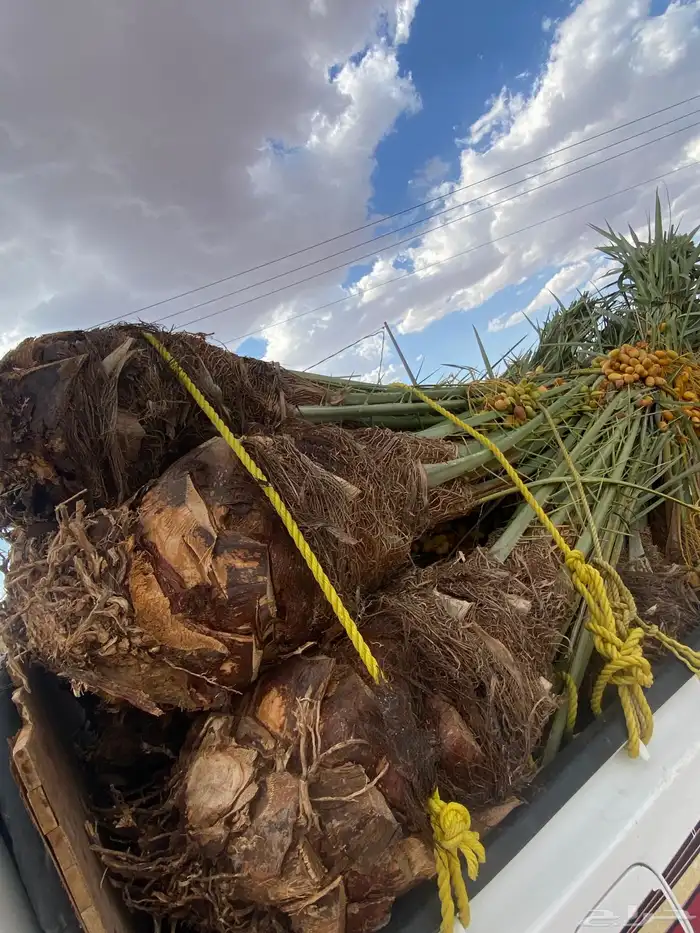 فسايل خلاص متواجد بحايل 3