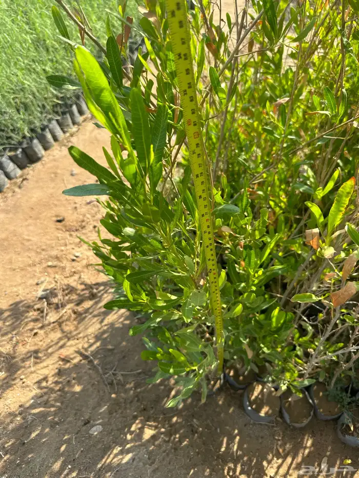 شتلات زينه ب ريال ونصف فقط ( ارخص سعر في المملكه بأعلى جوده) 17