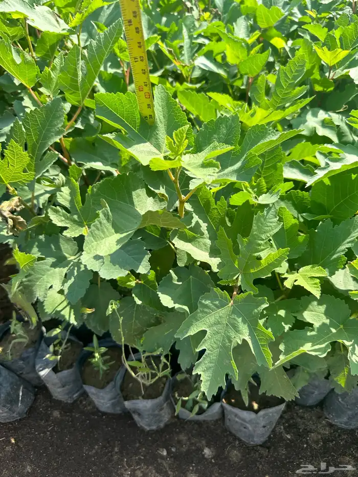 شتلات زينه ب ريال ونصف فقط ( ارخص سعر في المملكه بأعلى جوده) 9