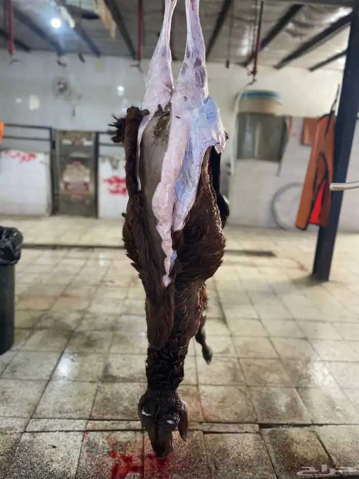 سواكن تربيه ماشالله سعر خاص شامل الذبح والتوصيل 9