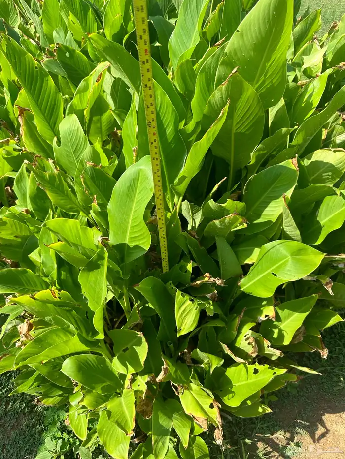 شتلات على ريال ونصف ارخص سعر بالمملكه بأفضل جوده 1.5 8