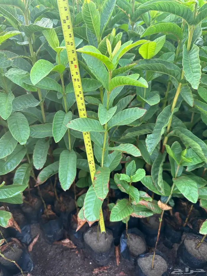 شتلات و اشجار ظل و زينه و نباتات مثمره بريال ونصف بس 3