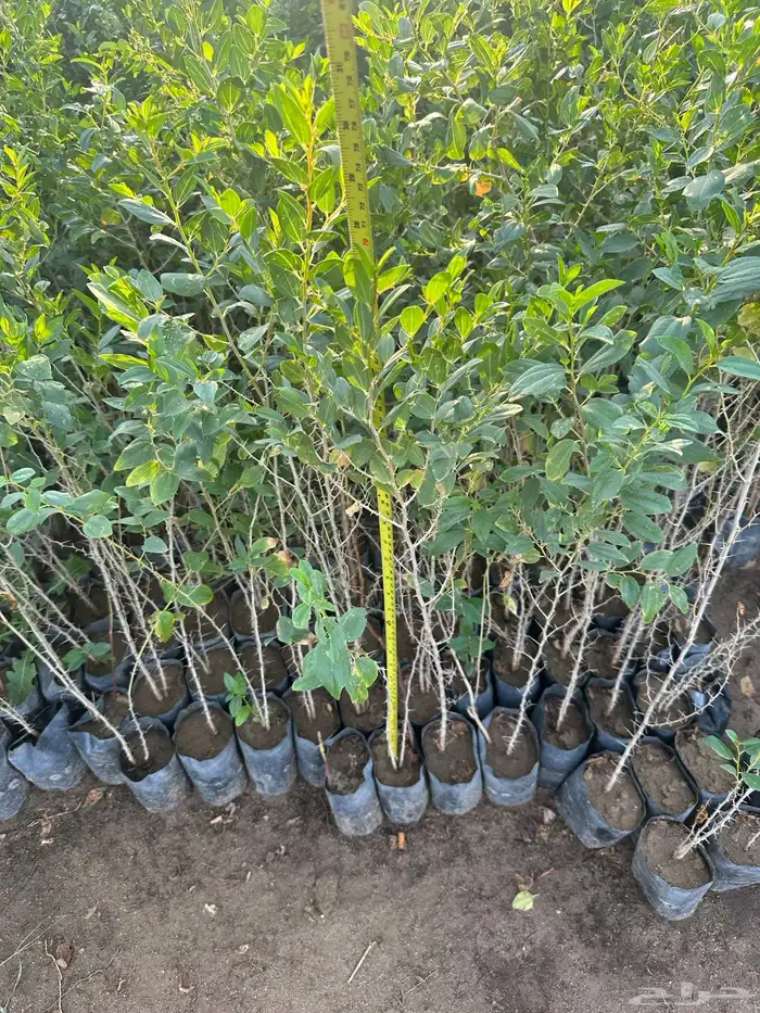 شتلات و اشجار ظل و زينه و نباتات مثمره بريال ونصف بس 4