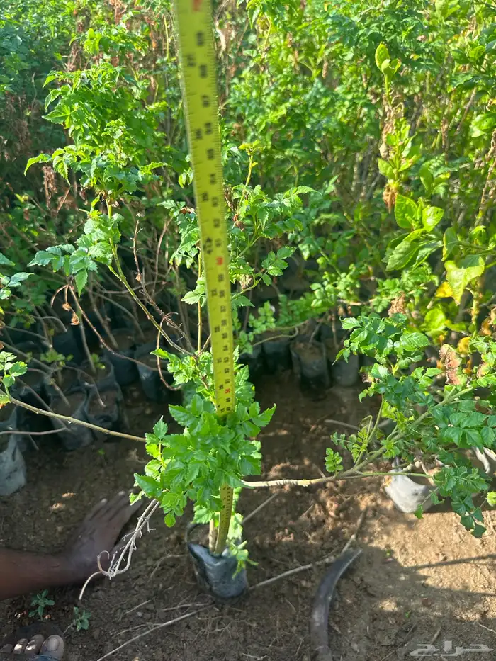 شتلات زينه ب ريال ونصف فقط ( ارخص سعر في المملكه بأعلى جوده) 20