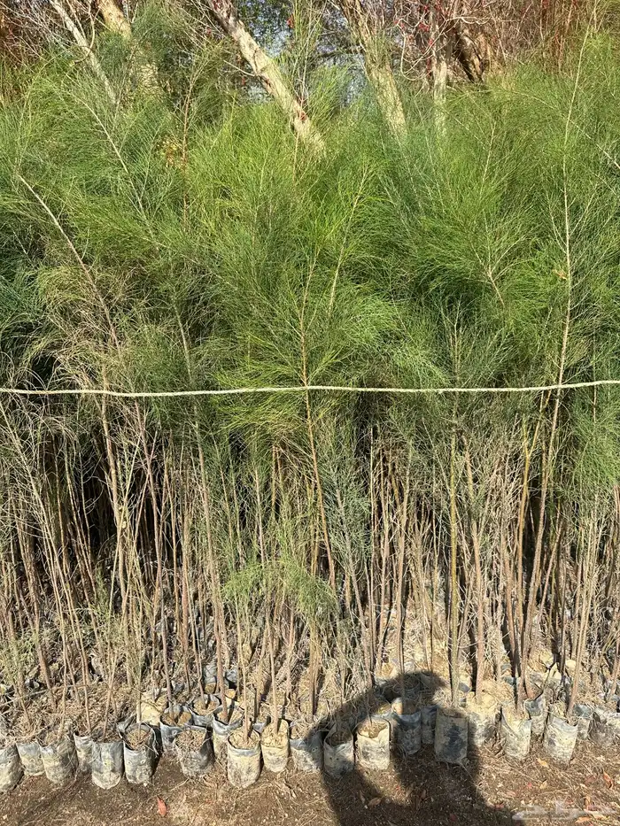 شتلات على ريال ونصف ارخص سعر بالمملكه بأفضل جوده 1.5 7