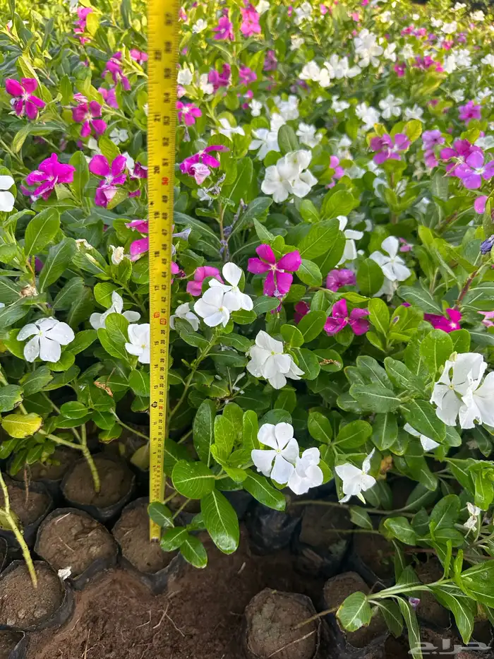 شتلات و اشجار ظل و زينه و نباتات مثمره بريال ونصف بس 12