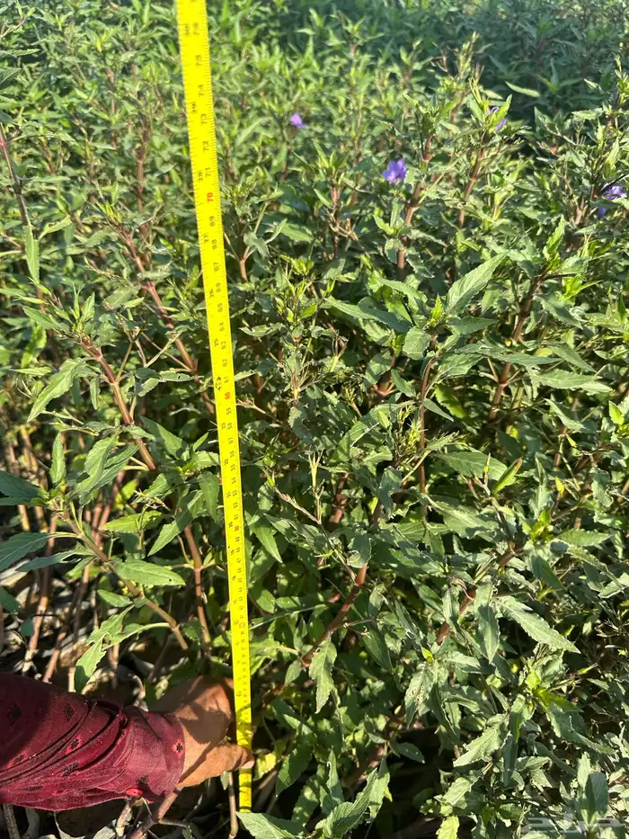 شتلات و اشجار ظل و زينه و نباتات مثمره بريال ونصف بس 21