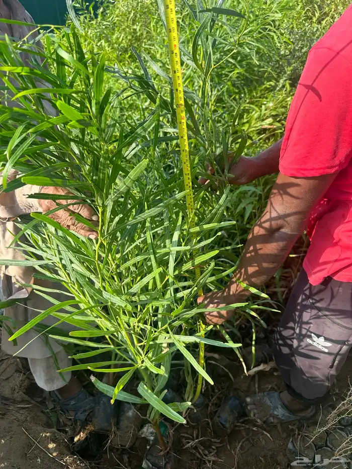 شتلات على ريال ونصف ارخص سعر بالمملكه بأفضل جوده 1.5 19