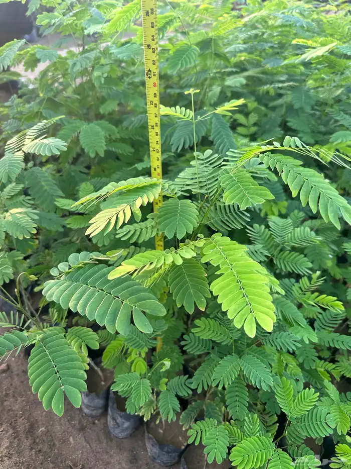 شتلات و اشجار ظل و زينه و نباتات مثمره بريال ونصف بس 0