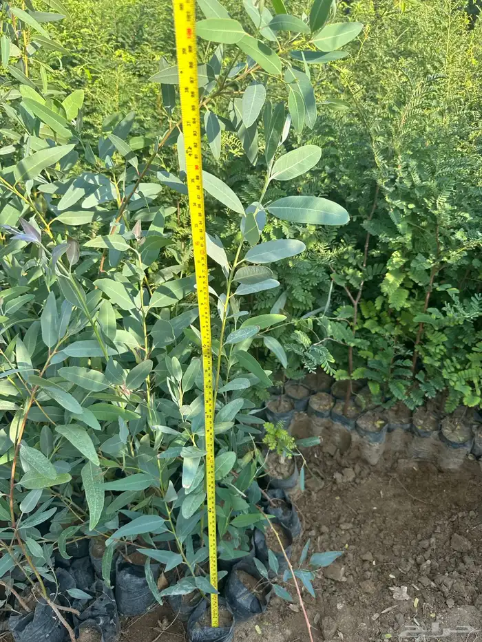 شتلات و اشجار ظل و زينه و نباتات مثمره بريال ونصف بس 19