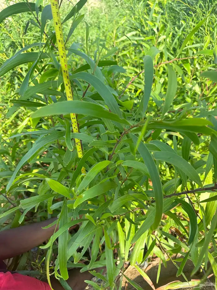 شتلات و اشجار ظل و زينه و نباتات مثمره بريال ونصف بس 24