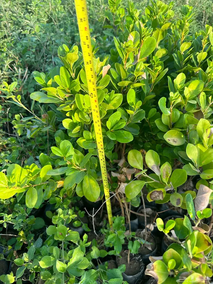 شتلات و اشجار ظل و زينه و نباتات مثمره بريال ونصف بس 5