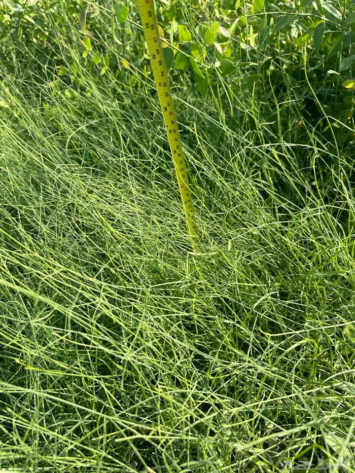 شتلات و اشجار ظل و زينه و نباتات مثمره بريال ونصف بس 22