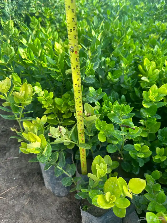 شتلات و اشجار ظل و زينه و نباتات مثمره بريال ونصف بس 25