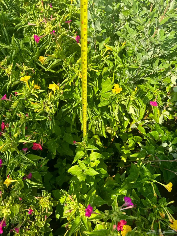 شتلات زينه ب ريال ونصف فقط ( ارخص سعر في المملكه بأعلى جوده) 21