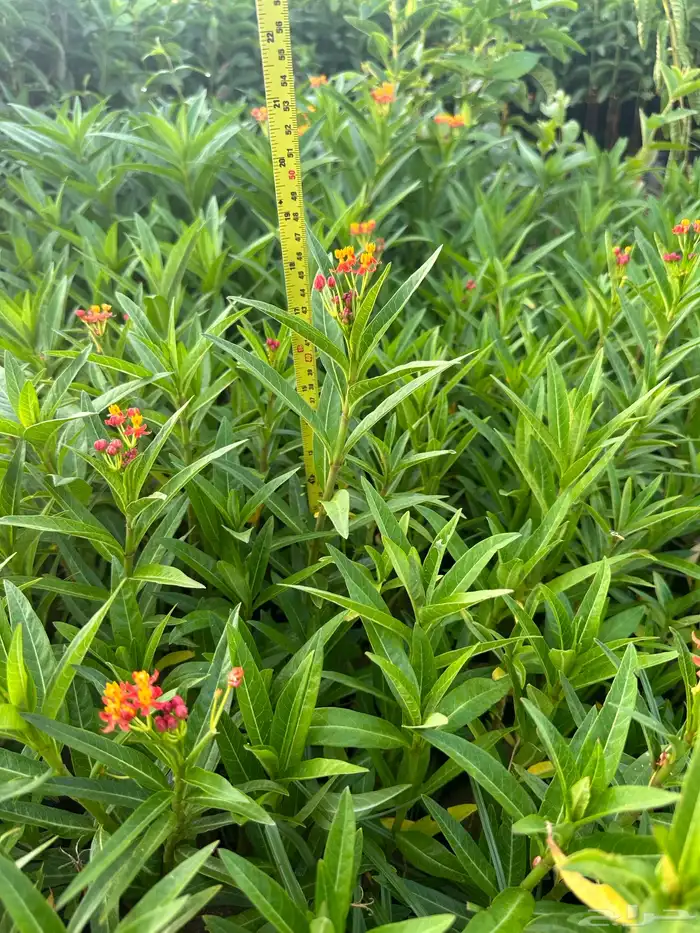 شتلات على ريال ونصف ارخص سعر بالمملكه بأفضل جوده 1.5 40