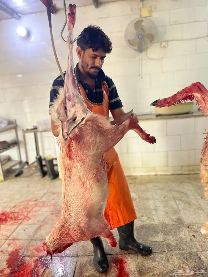 سواكن تربيه ماشالله سعر خاص شامل الذبح والتوصيل 6