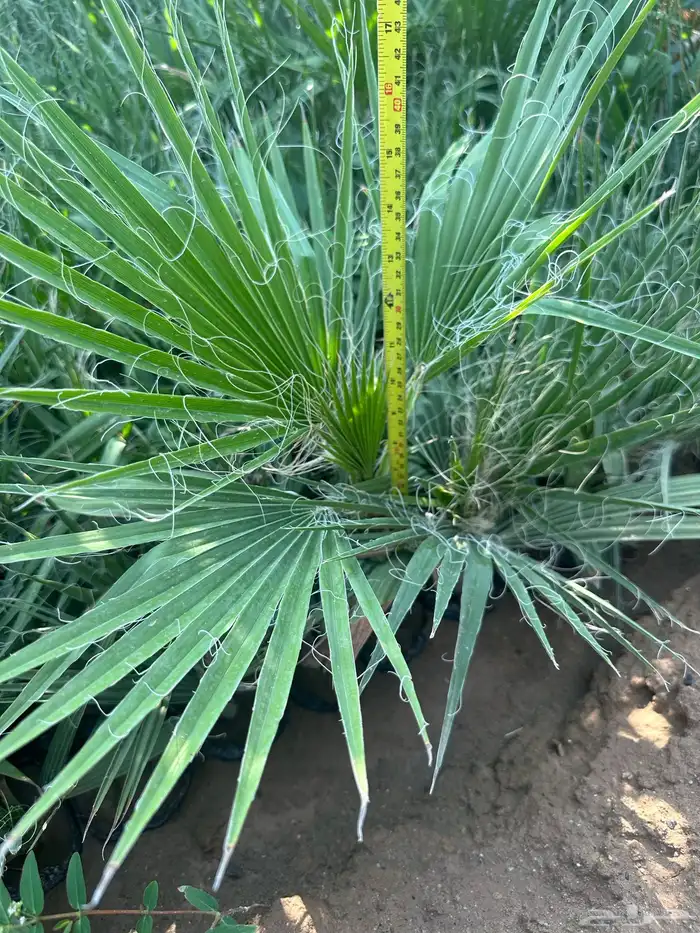 شتلات و اشجار ظل و زينه و نباتات مثمره بريال ونصف بس 29