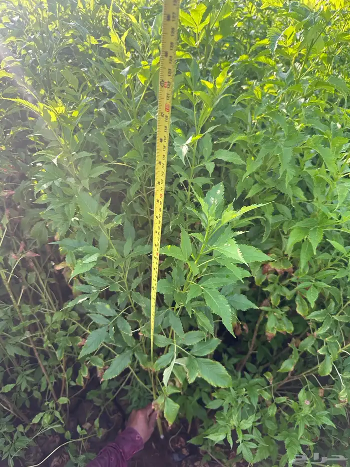 شتلات زينه ب ريال ونصف فقط ( ارخص سعر في المملكه بأعلى جوده) 30