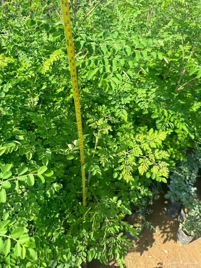 شتلات على ريال ونصف ارخص سعر بالمملكه بأفضل جوده 1.5 13