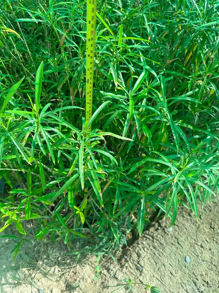 شتلات زينه ب ريال ونصف فقط ( ارخص سعر في المملكه بأعلى جوده) 7