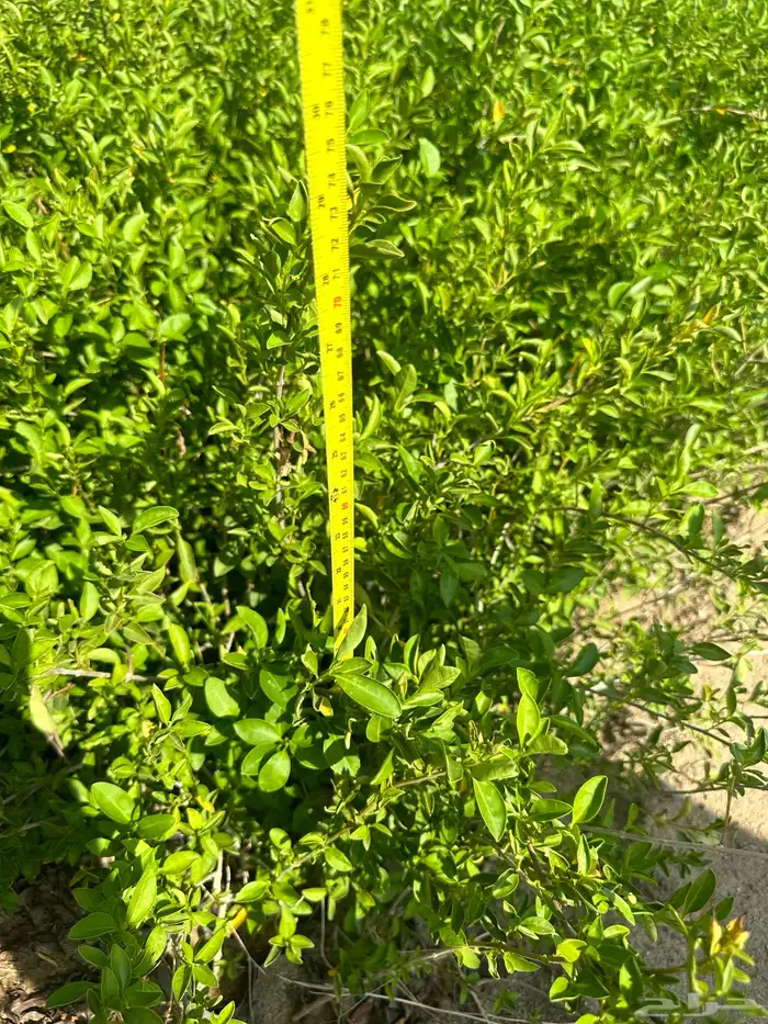 شتلات على ريال ونصف ارخص سعر بالمملكه بأفضل جوده 1.5 6