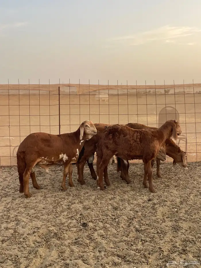 سواكن تربيه ماشالله سعر خاص شامل الذبح والتوصيل 5