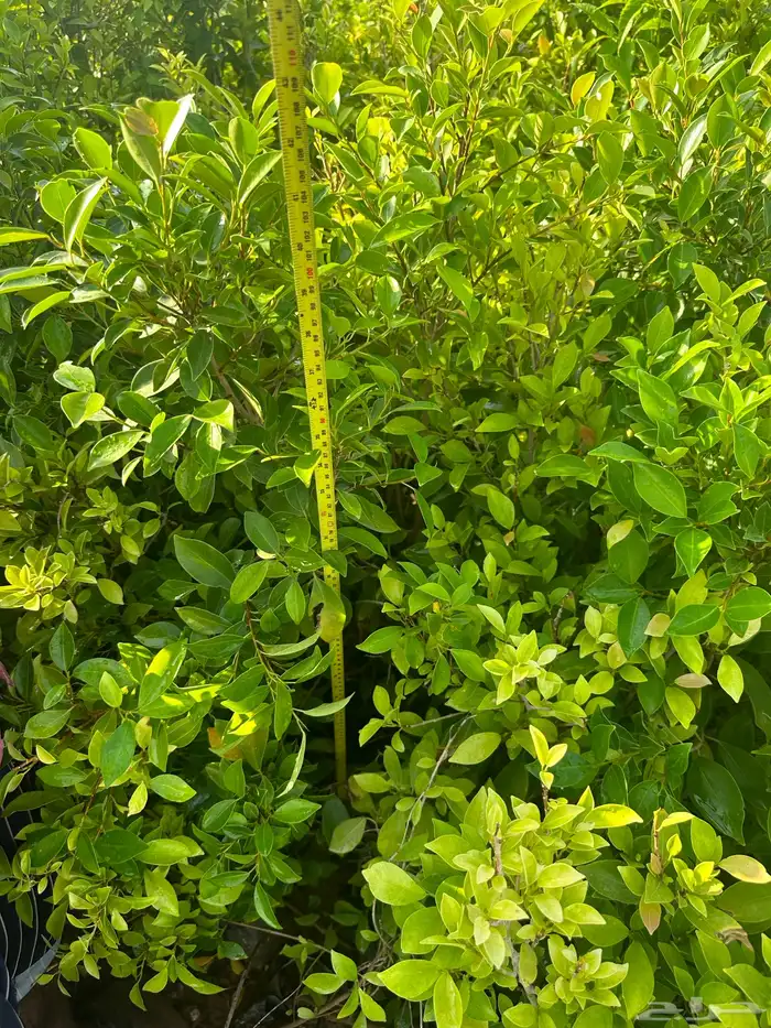 شتلات زينه ب ريال ونصف فقط ( ارخص سعر في المملكه بأعلى جوده) 23