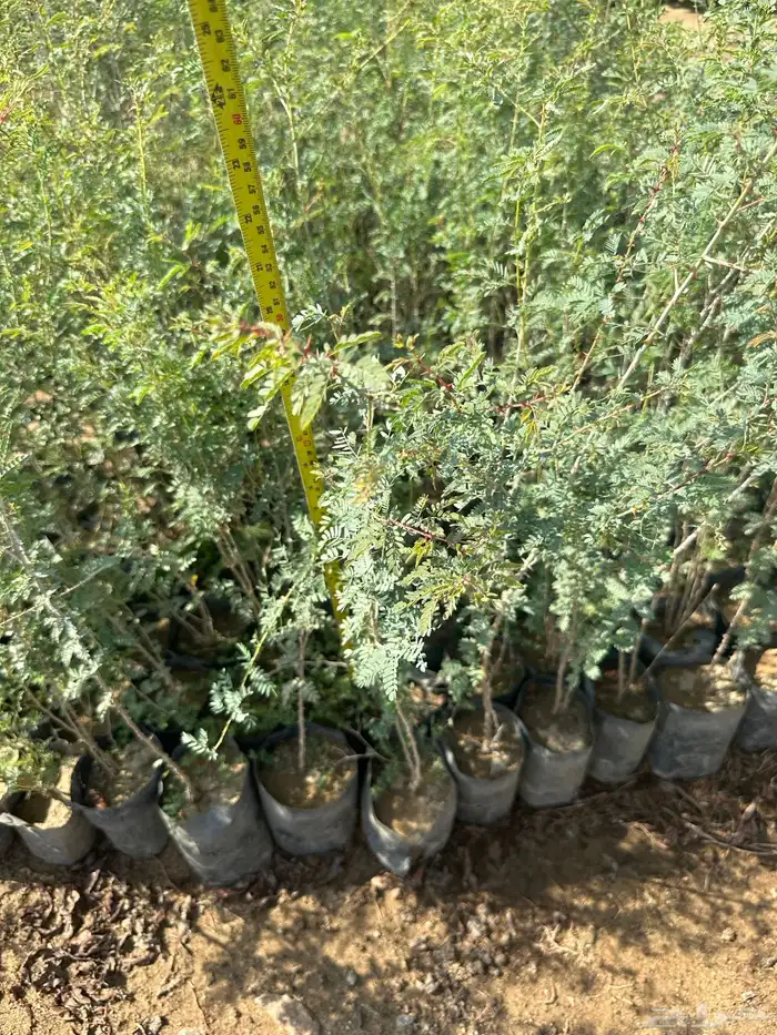 شتلات زينه ب ريال ونصف فقط ( ارخص سعر في المملكه بأعلى جوده) 10