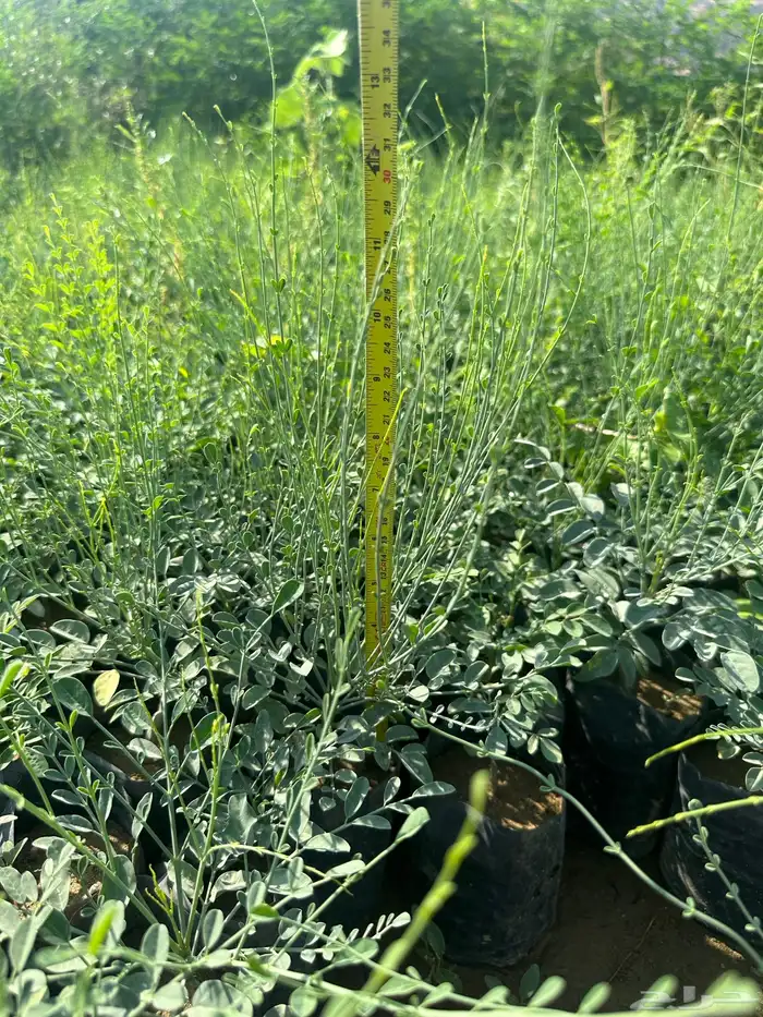 شتلات و اشجار ظل و زينه و نباتات مثمره بريال ونصف بس 31