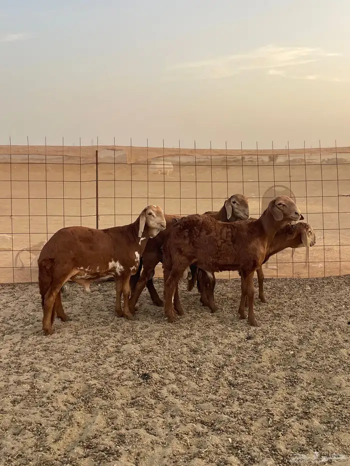 سواكن تربيه ماشالله سعر خاص شامل الذبح والتوصيل 4