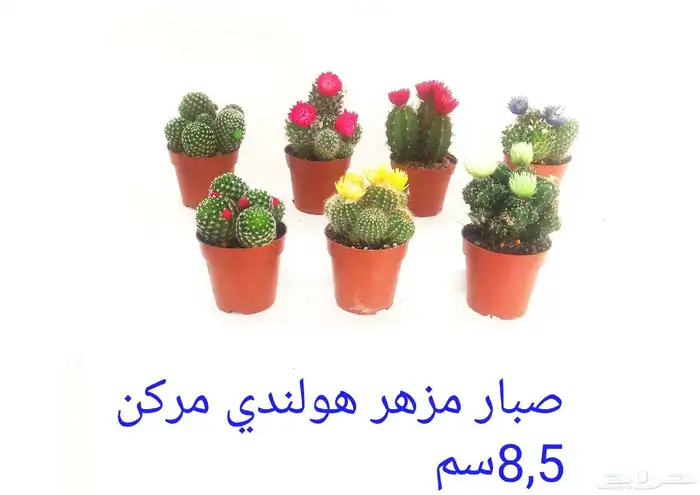 نوفر نباتات داخليه و صيانتها 52