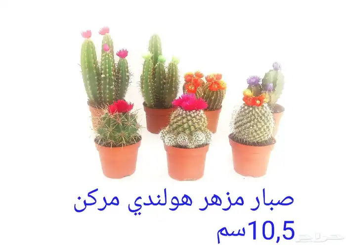 نوفر نباتات داخليه و صيانتها 57