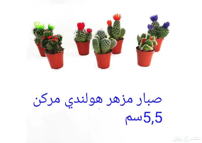 نوفر نباتات داخليه و صيانتها 53