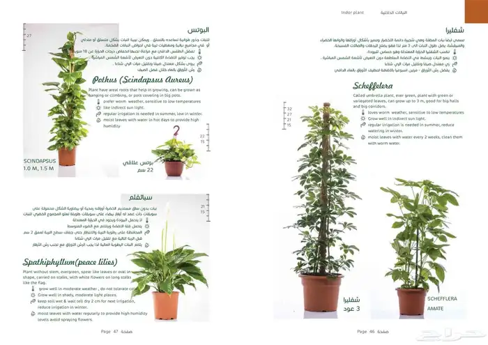 نوفر نباتات داخليه و صيانتها 61