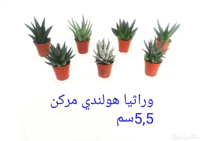 نوفر نباتات داخليه و صيانتها 54