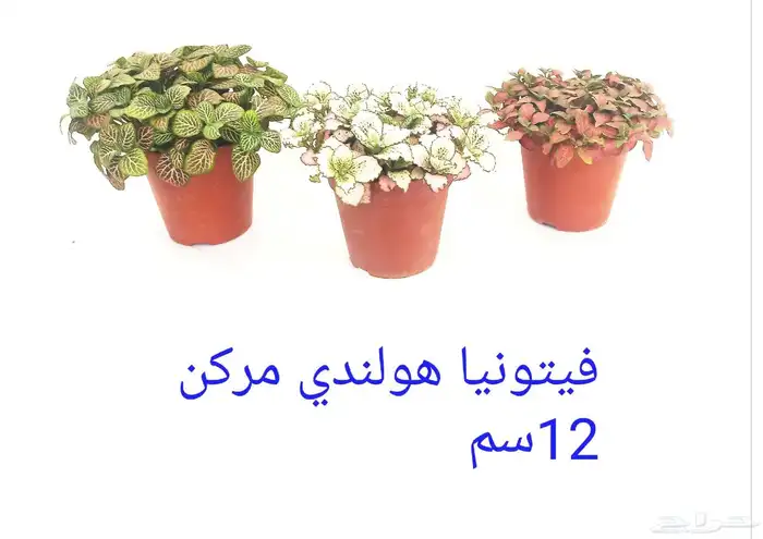 نوفر نباتات داخليه و صيانتها 39