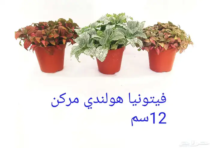 نوفر نباتات داخليه و صيانتها 38