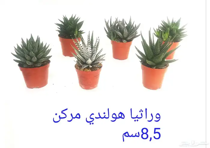نوفر نباتات داخليه و صيانتها 51