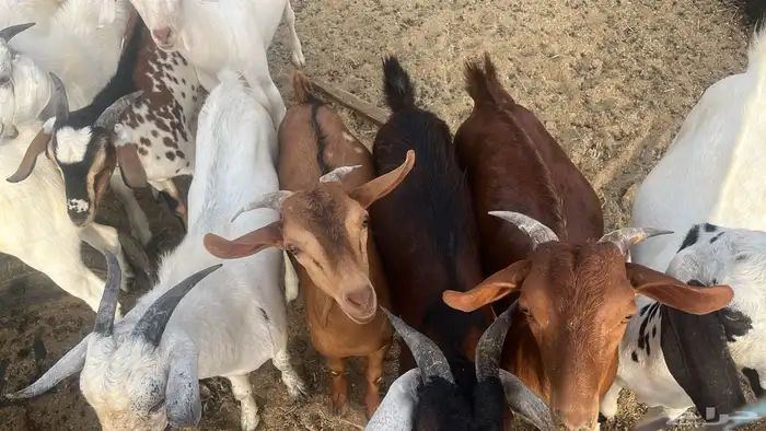 طليان حري وسواكني تربيه وتيوس مع الذبح والتوصيل داخل مكه 6