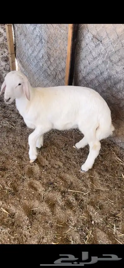 خروف 1