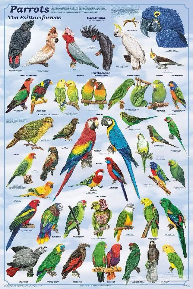 فندقة طيور جدة 1