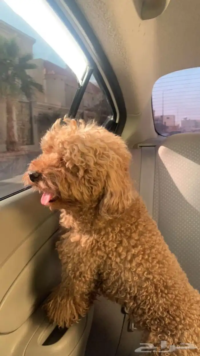 فندقة كلاب 4