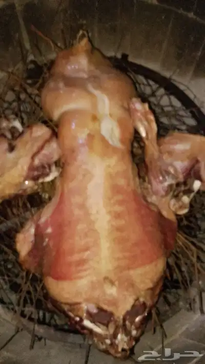 طليان حري وسواكني تربيه وتيوس مع الذبح والتوصيل داخل مكه 4