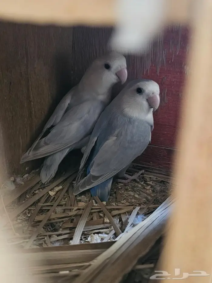 زوج روز منتج (( تم البيع )) 0