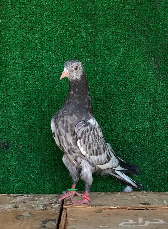 للبيع طبه تيدي تم البيع 1