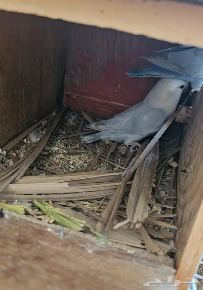 زوج روز منتج (( تم البيع )) 3