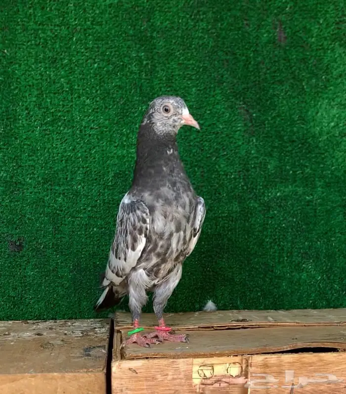 للبيع طبه تيدي تم البيع 0