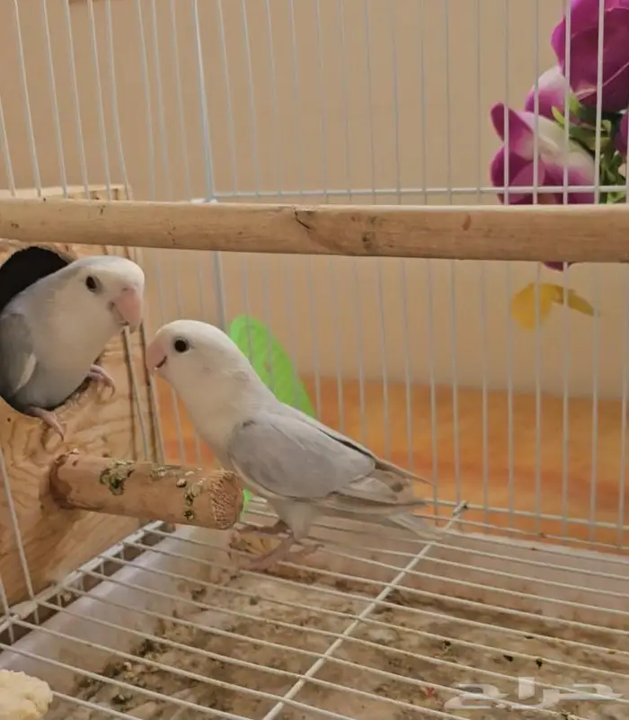 زوج روز منتج (( تم البيع )) 5