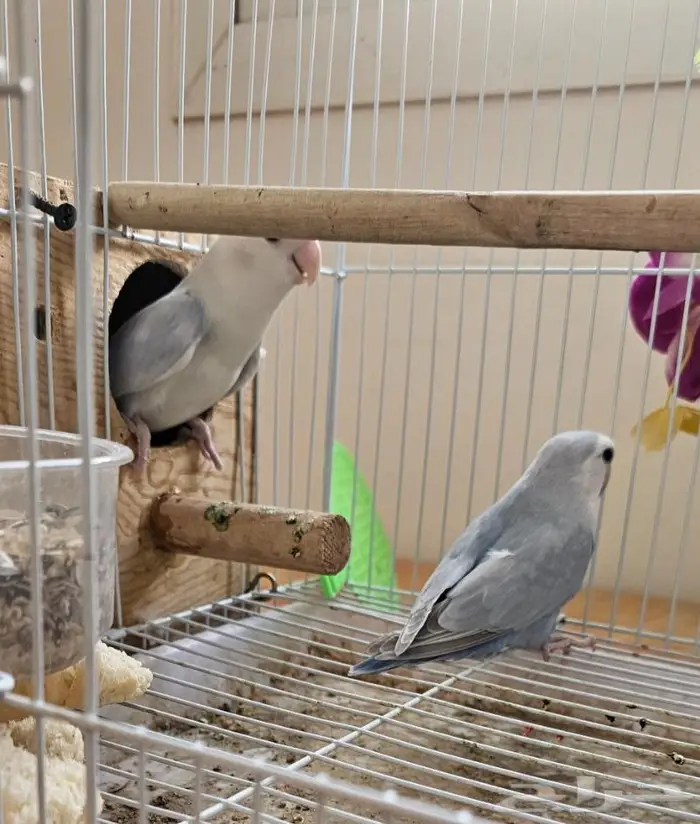 زوج روز منتج (( تم البيع )) 1